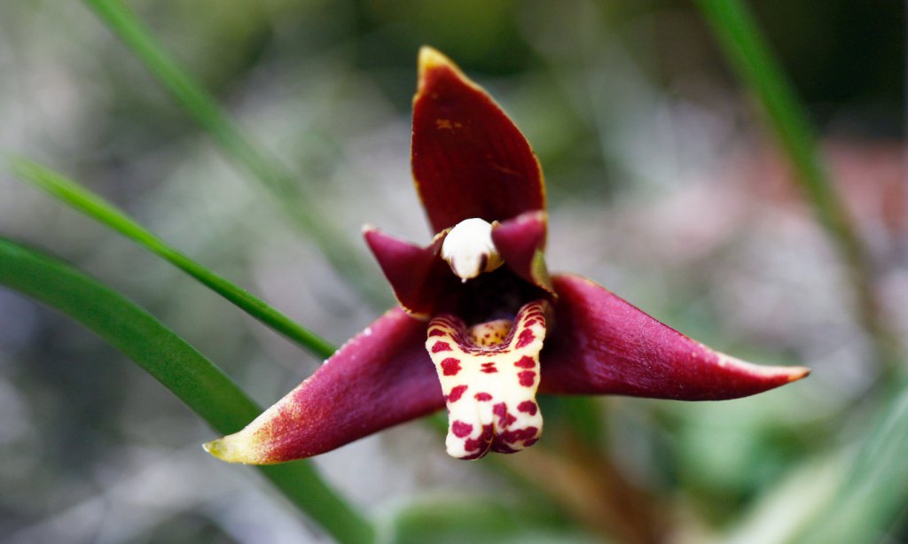 Maxillaria tenuifolia Coconut Orchid  BS  species plant 