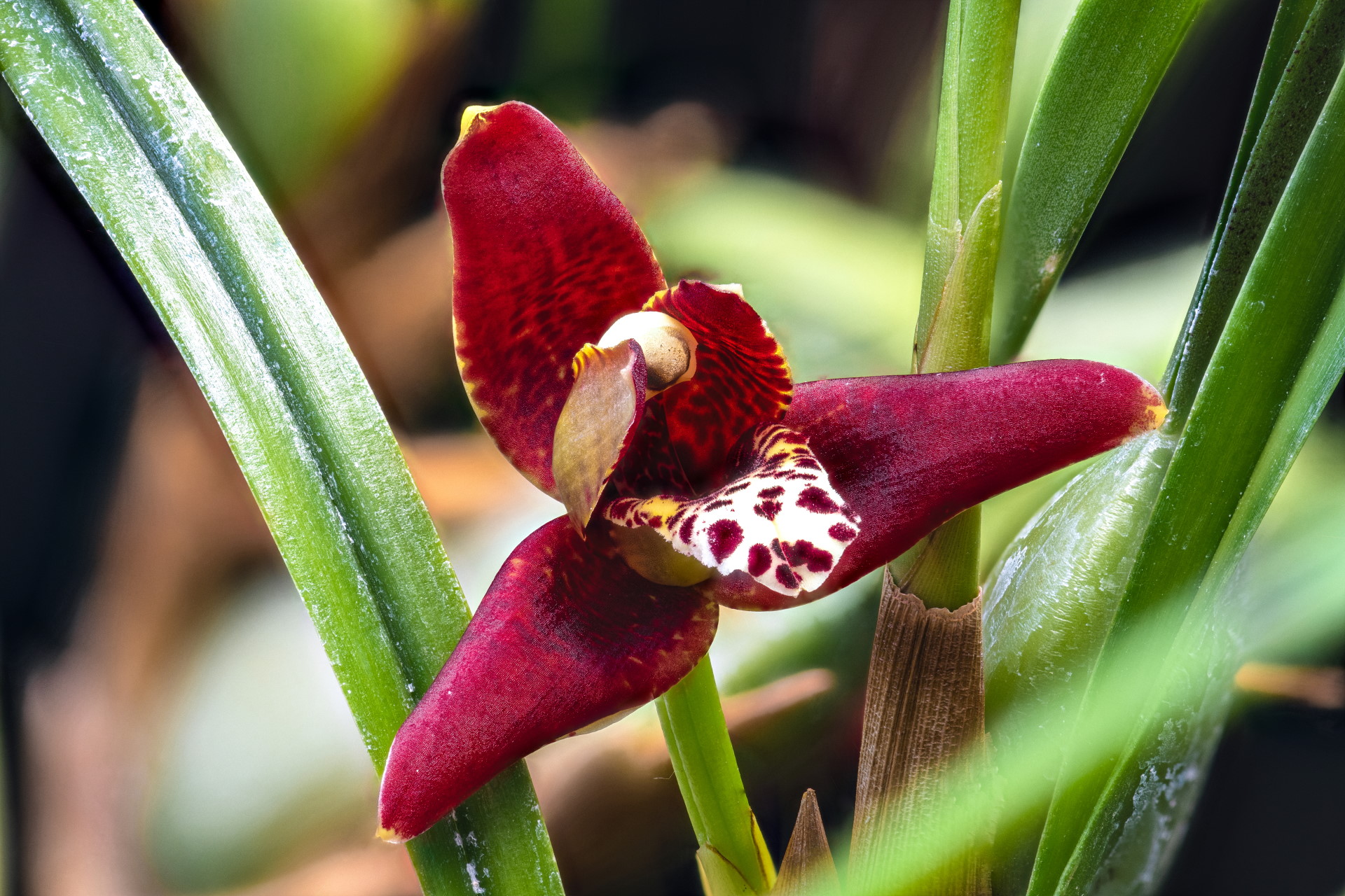 Maxillaria Tenuifolia (Coconut Orchid): Care Guide - Brilliant Orchids