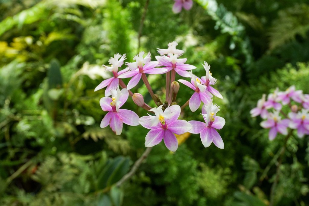 Epidendrum secundum, one of the crucifix orchids. It has pink and white petals.