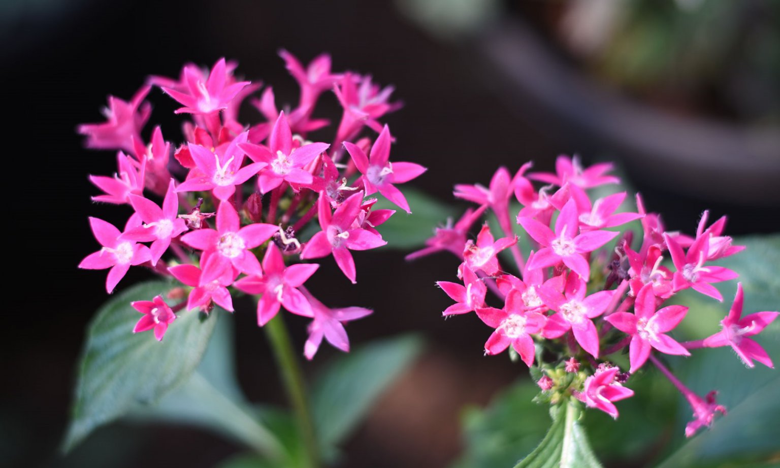 Epidendrum Orchid: Beginner's Care Guide - Brilliant Orchids