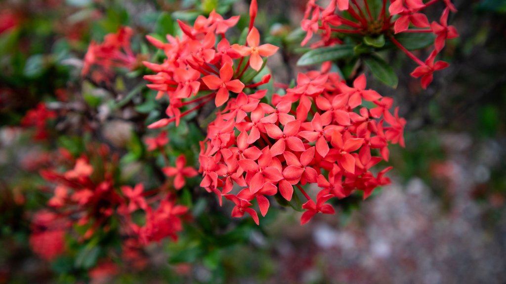 Beautiful red Epidendrum, grows beautifully in the garden. These ornamental plants are easily cultivated as yard decorations