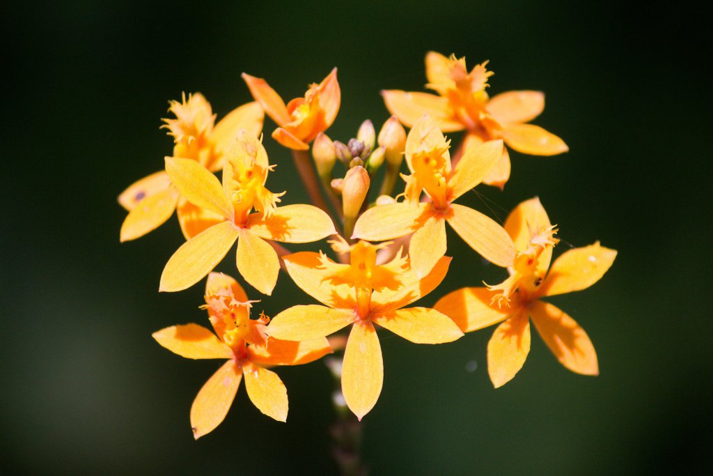 Epidendrum, abbreviated Epi in the horticultural trade, is a large neotropical genus of the orchid family