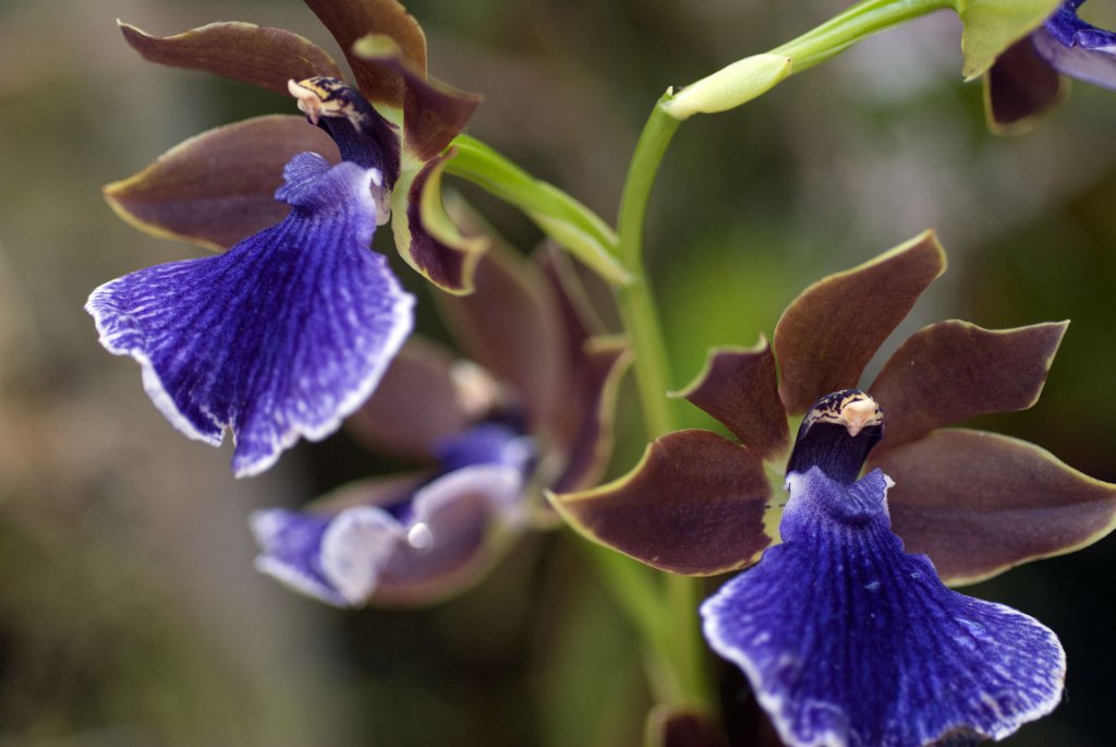 Blue zygopetalum orchid macro