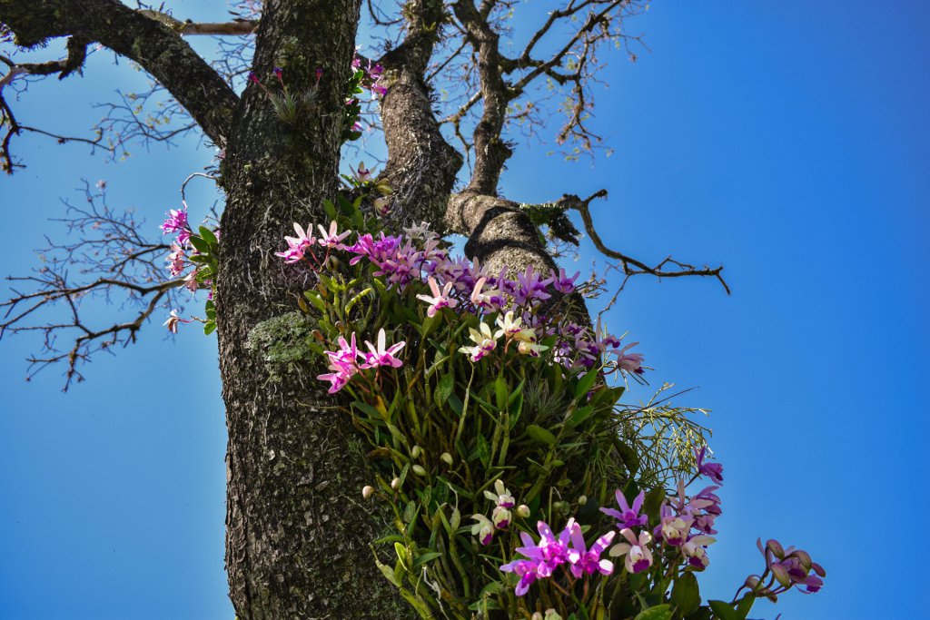 Cattleya intermedia growing outside