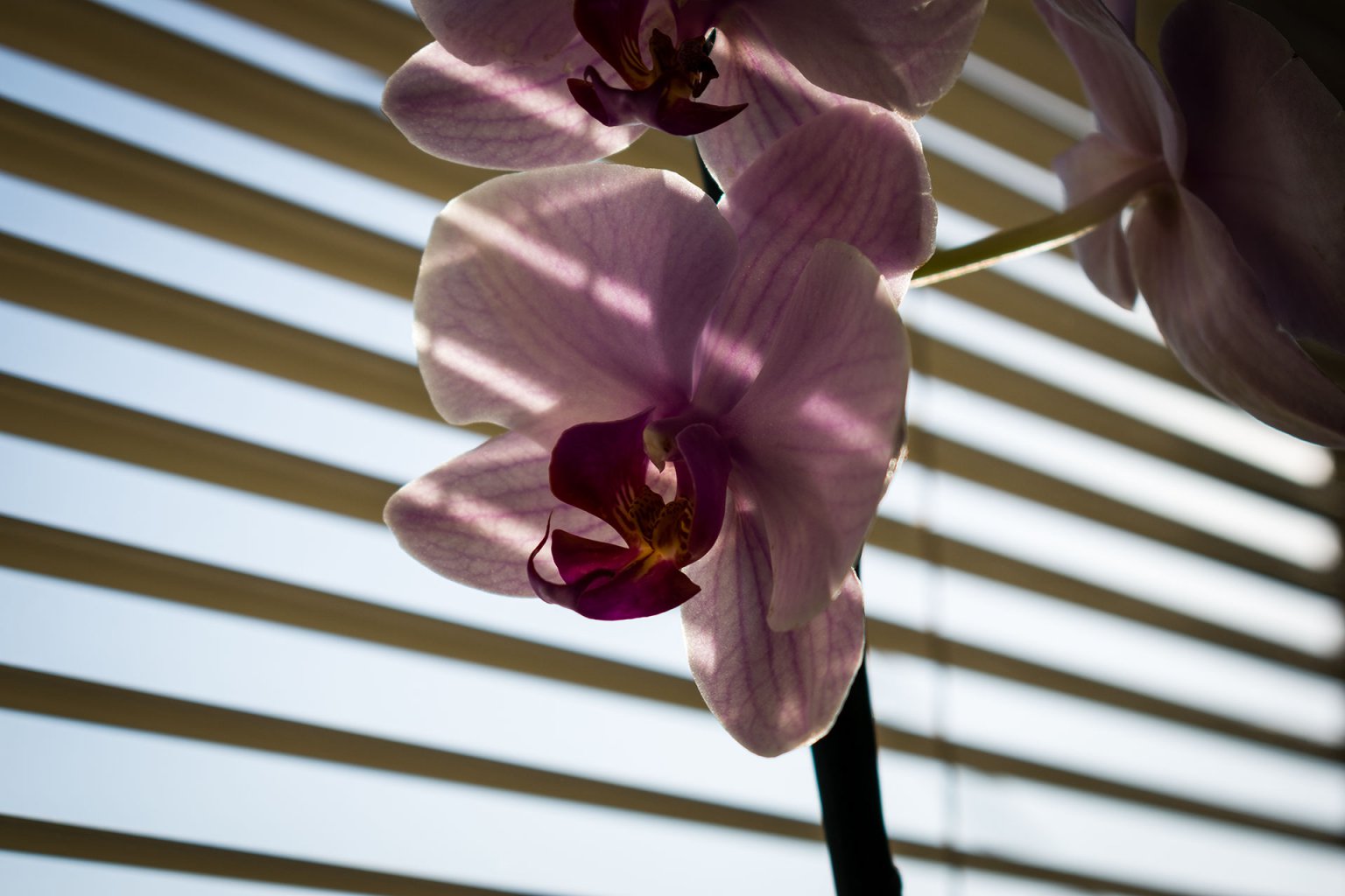 How Much Light Do Orchids Need? Brilliant Orchids
