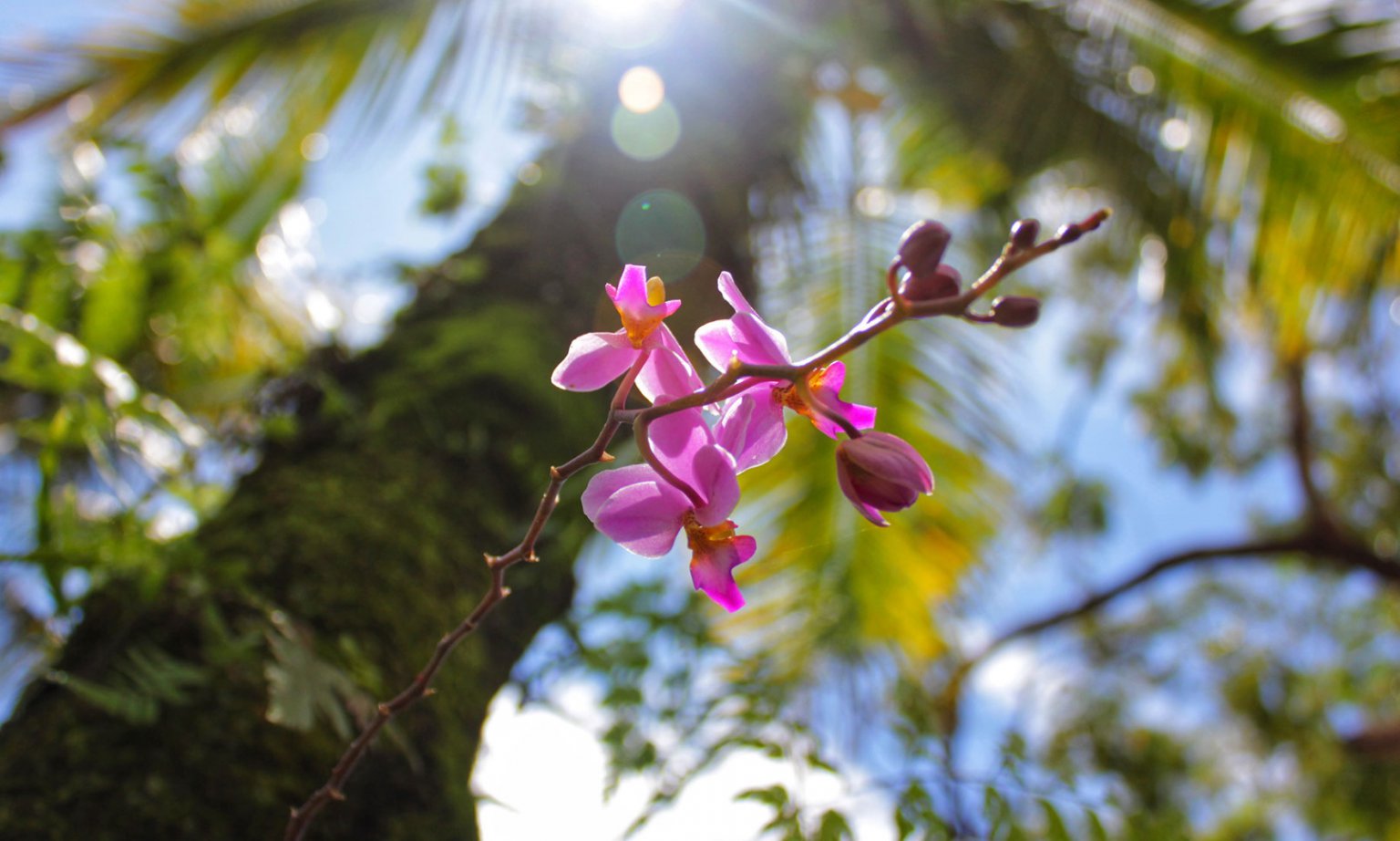 How Much Light Do Orchids Need? Brilliant Orchids