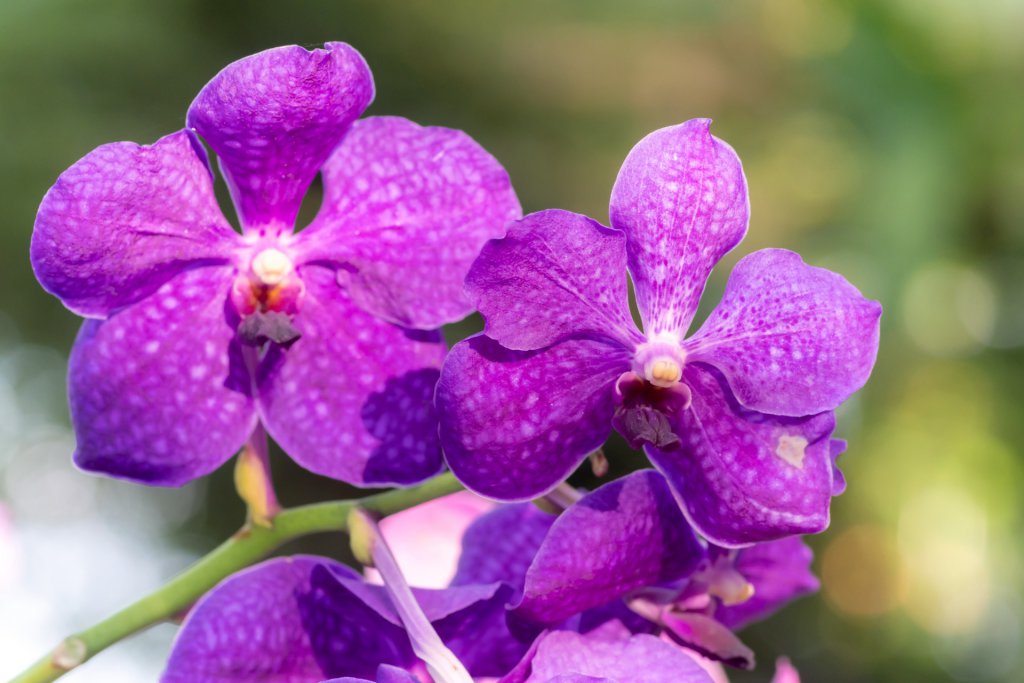 Purple vanda orchids growing outdoors