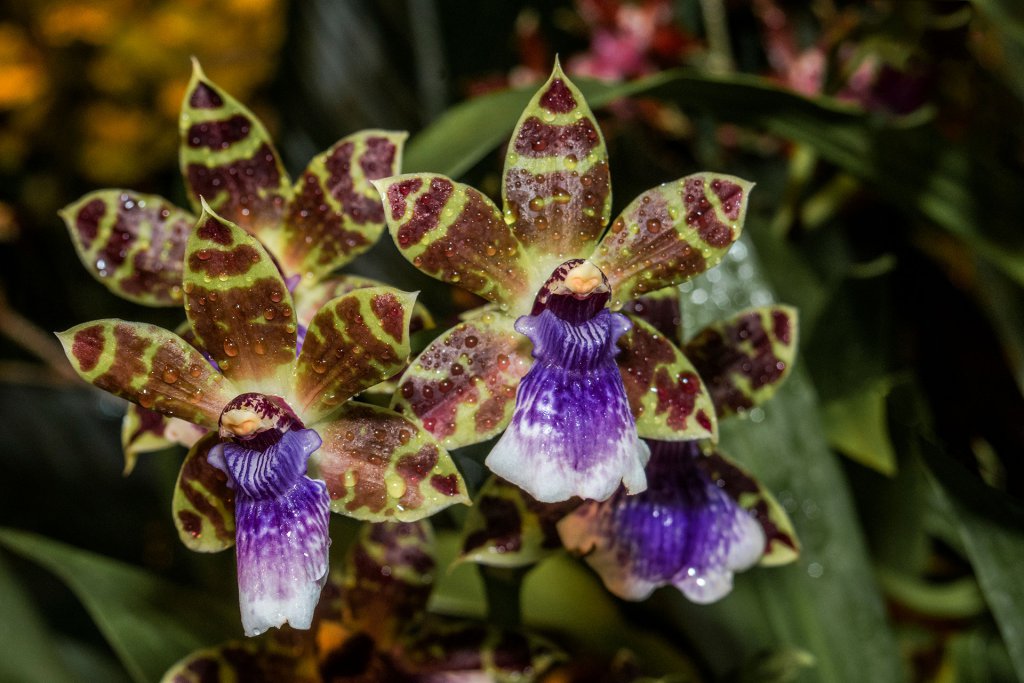 Zygopetalum Louisendorf (Zygosepalum labiosum x Zygopetalum Artur Elle) in greenhouse